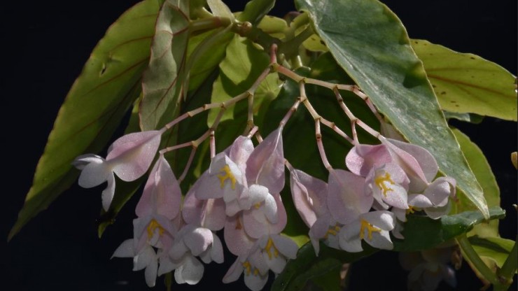 Foto articolo Le Begoniaceae