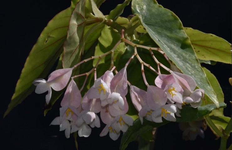 Immagine articolo Le Begoniaceae